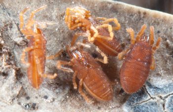 Media type: image; Invertebrate Zoology 132373